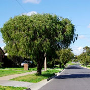 La vita nei sobborghi in Australia