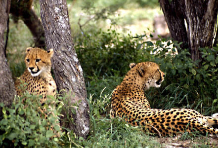 parchi in Sudafrica Parchi Sudafrica