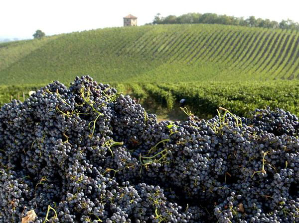 vigne imprenditore agricolo