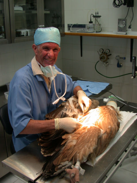 Antonio Di Somma il medico dei falchi a Dubai