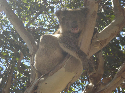 Viaggiare in Australia in Camper o Van
