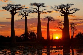 alberi libri Madagascar