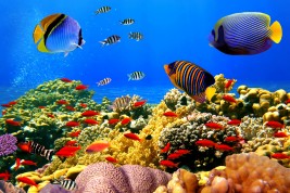 barriera corallina a rischio