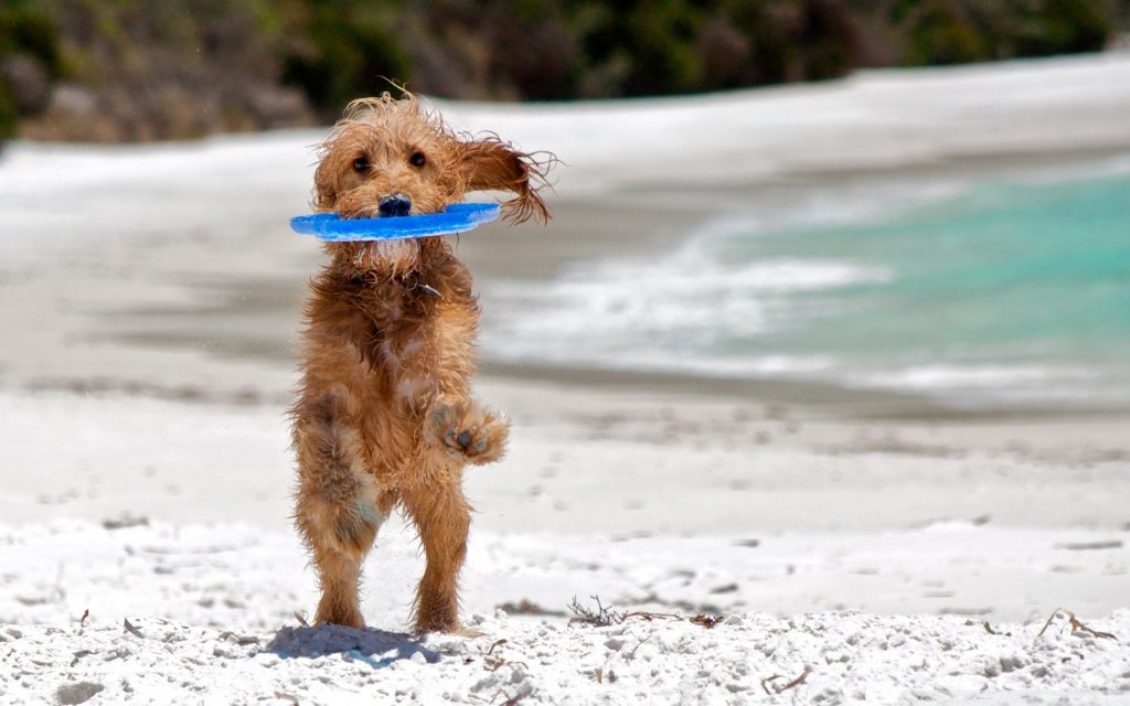 spiagge per cani in spagna