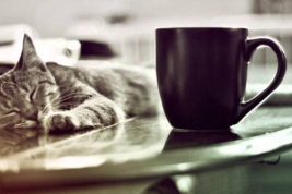 espai de gats barcelona