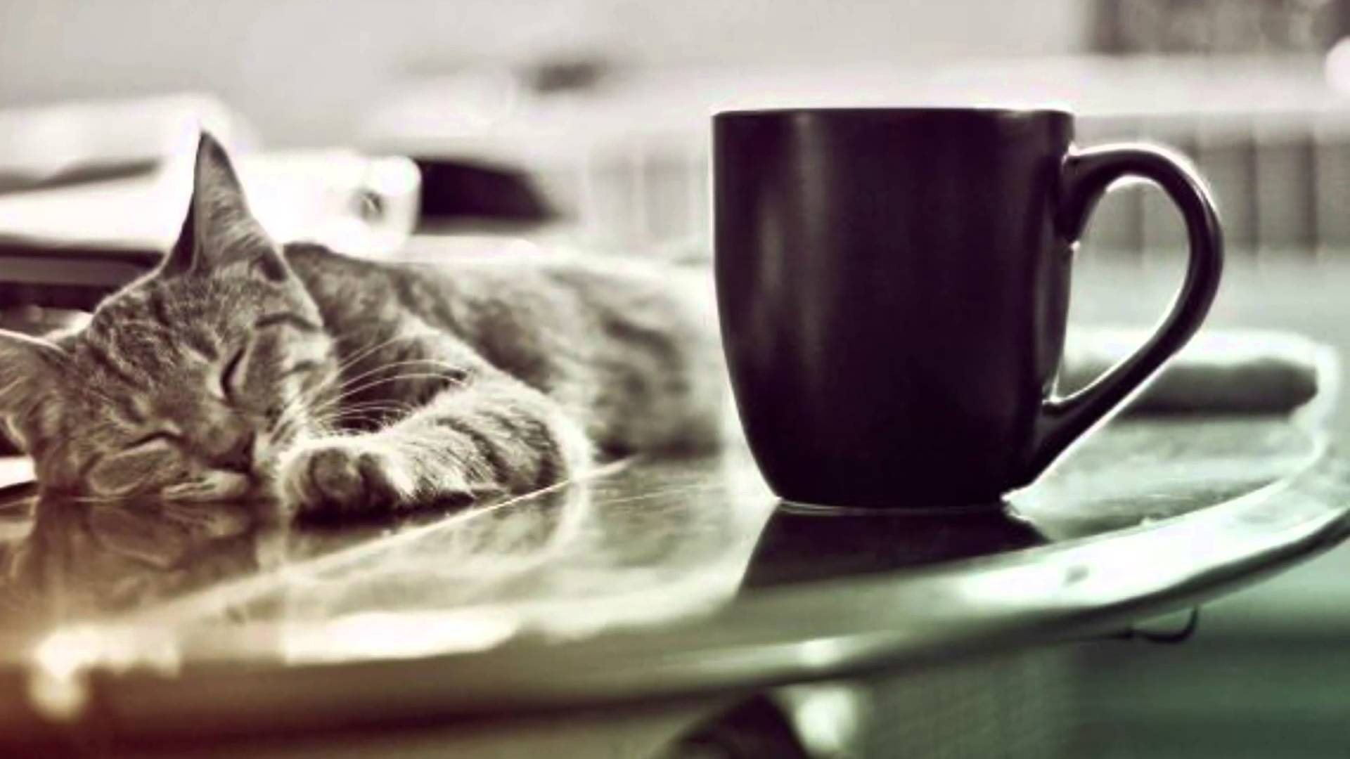 espai de gats barcelona