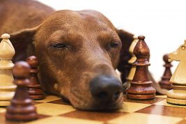 La posta di Janis Joyce