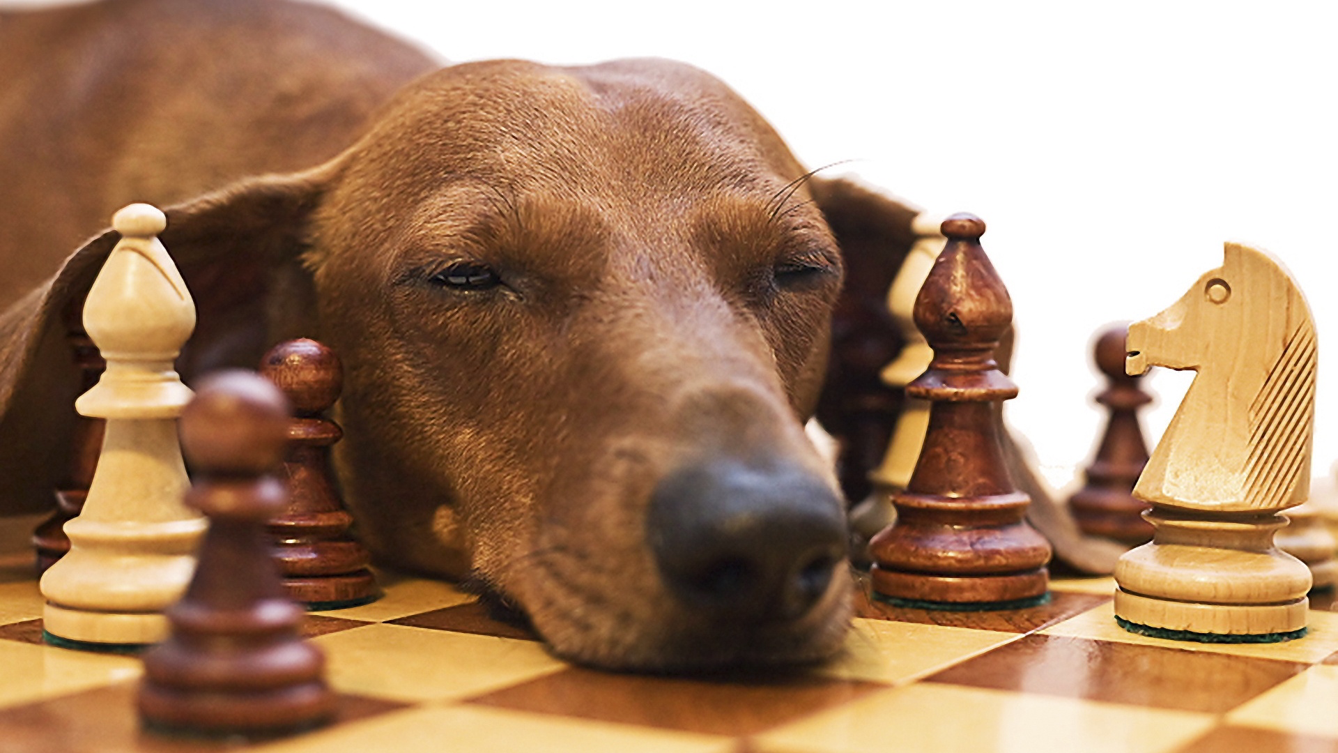 La posta di Janis Joyce