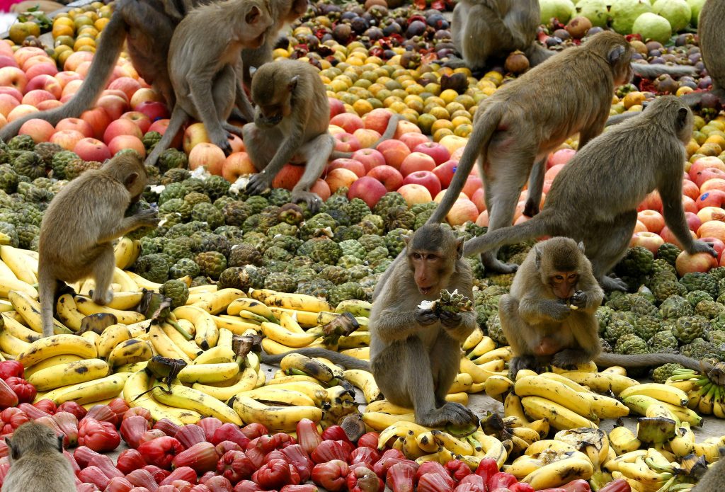 Monkey Buffet Festival, in Thailandia
