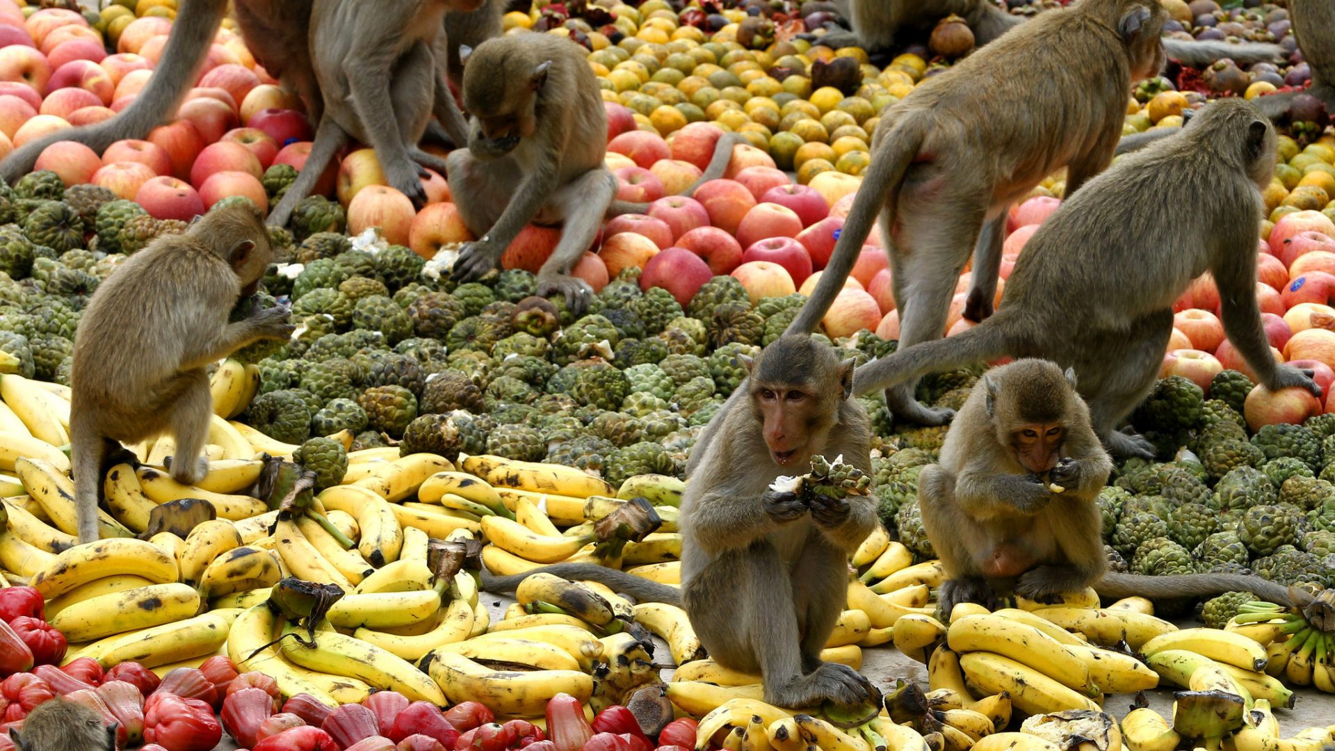 Monkey Buffet Festival, in Thailandia