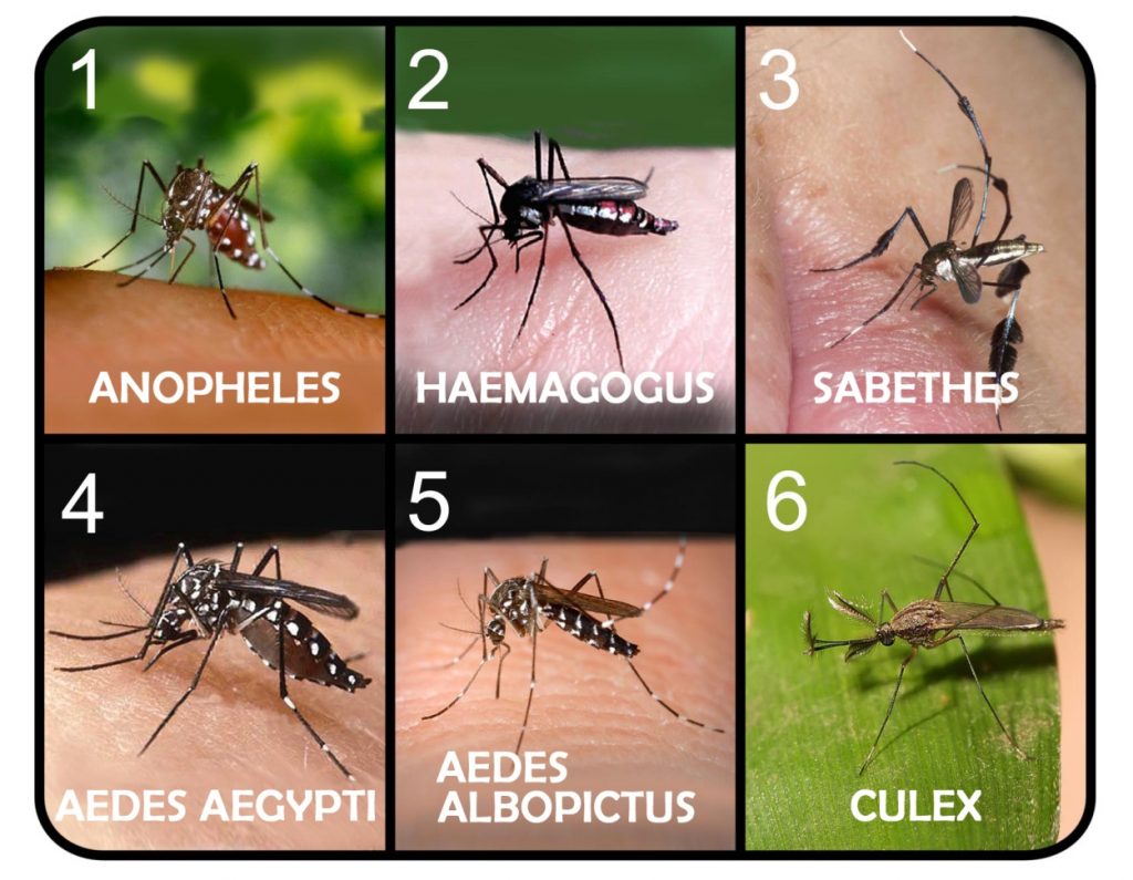 I 6 tipi di Zanzara