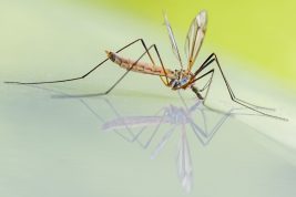 Malattie trasmesse delle zanzare: la mappa mondiale delle zone più pericolose