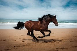 Quasi fotografo: la bellezza e la nobiltà in mostra a Verona
