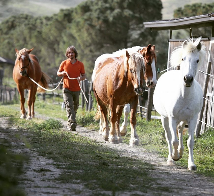 Italian Horse Protection: così ridiamo vita ai cavalli abusati e maltrattati