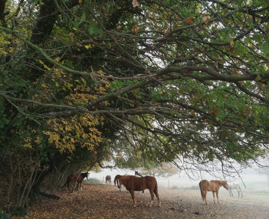 Prendersi cura dei cavalli maltrattati