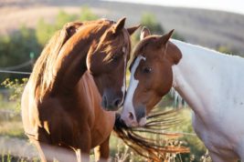 Italian Horse Protection: così ridiamo vita ai cavalli abusati e maltrattati