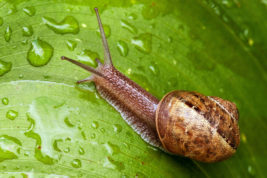 GIORNATA DELLA LENTEZZA: QUANDO RALLENTARE FA BENE A NOI E AGLI ALTRI