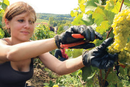 Opportunità lavorative in agricoltura all'estero