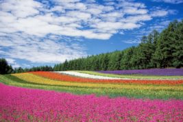 Primavera in Giappone, un'esperienza da sogno