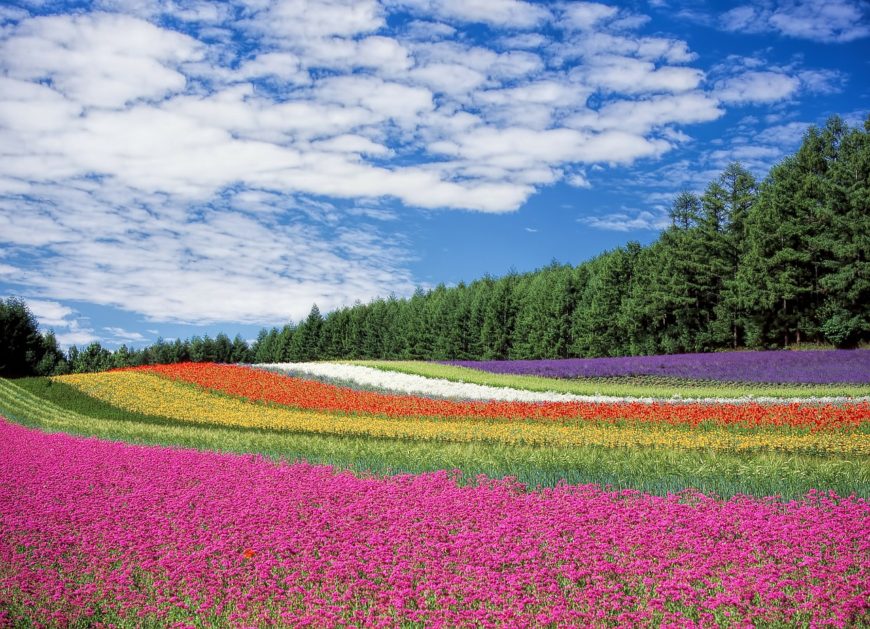 Primavera in Giappone, un'esperienza da sogno