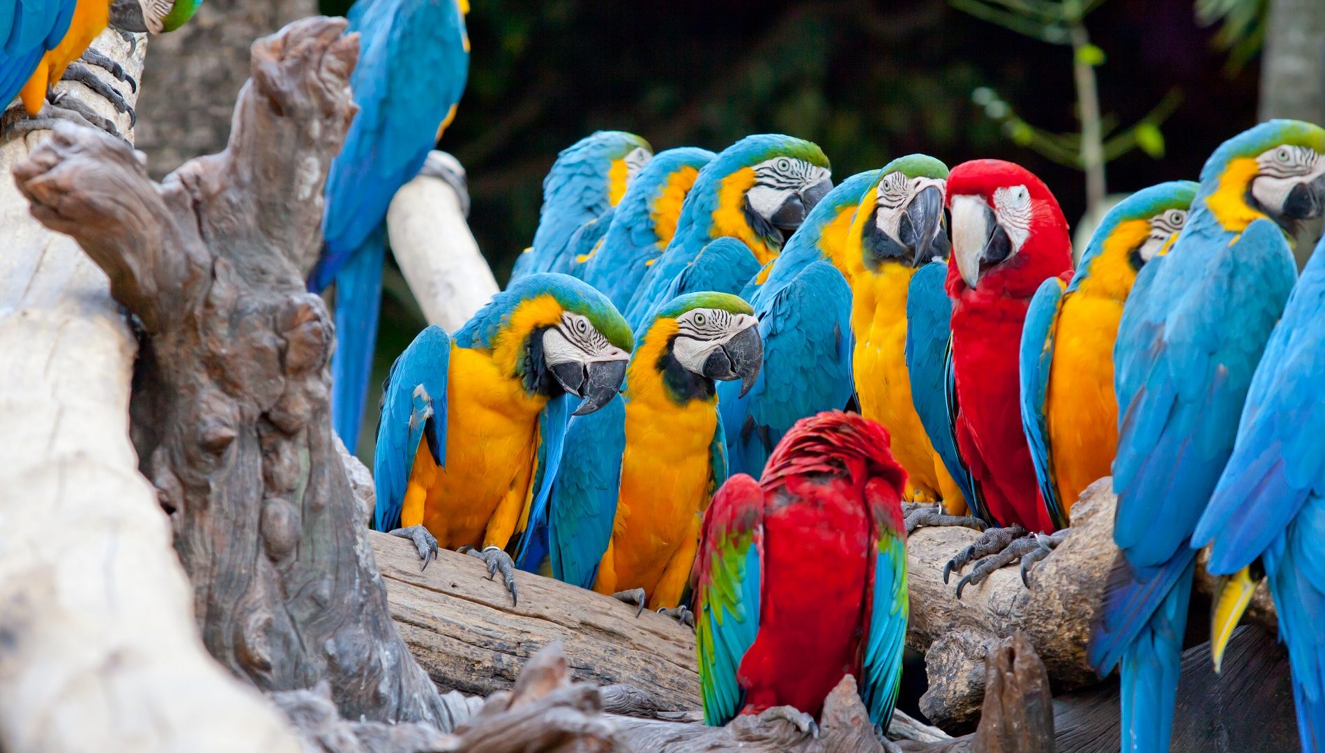 energie rinnovabili in America Latina