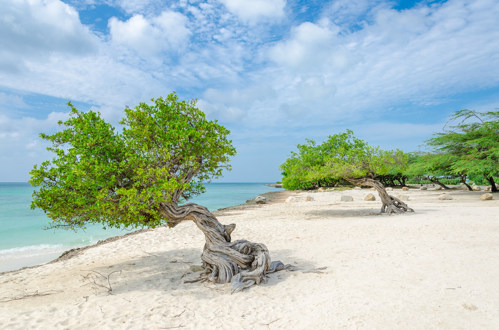Eagle Beach Palm, Aruba - spiagge più belle al mondo