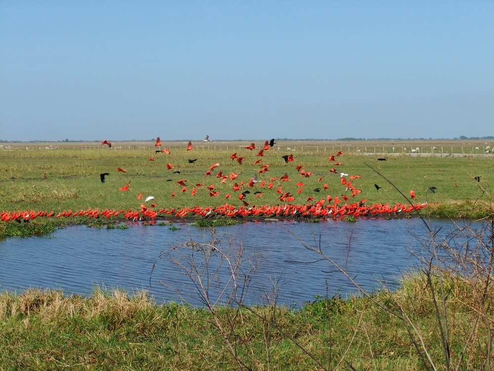 Los Llanos VENEZUELA