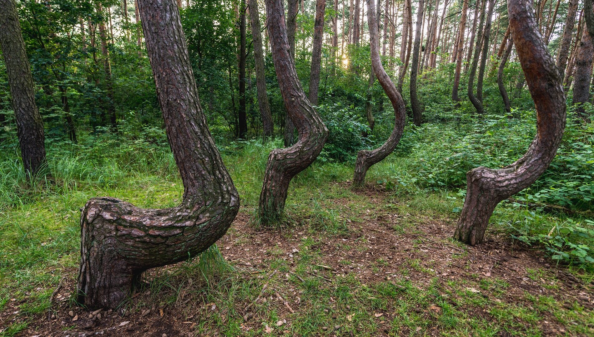 La foresta di Gryfino polonia