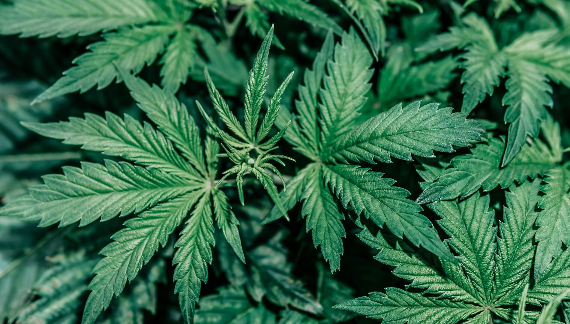 Coltivazione di cannabis
