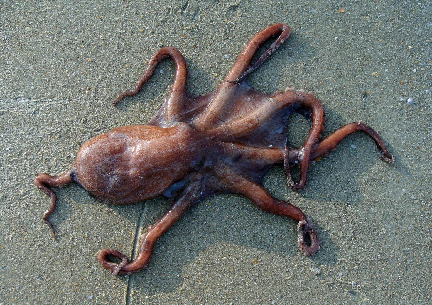 Tremoctopus
