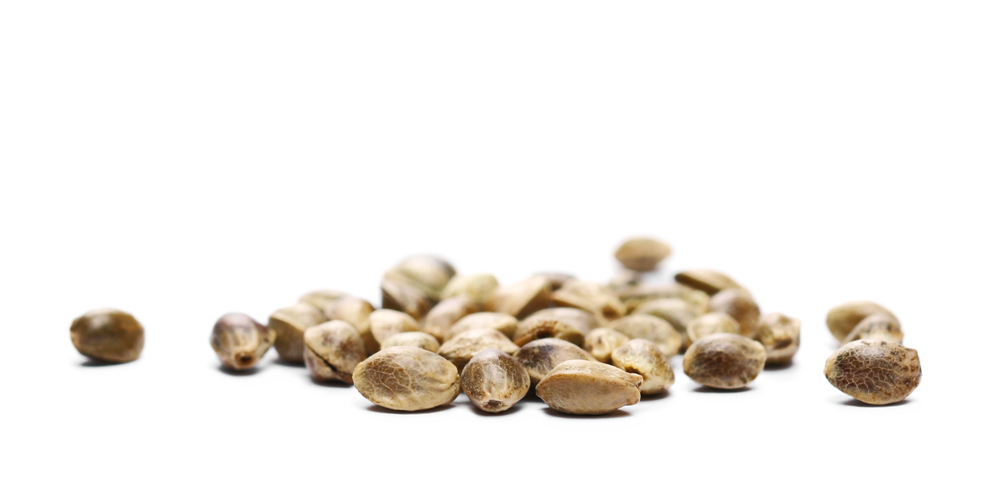 Semi di canapa in Italia