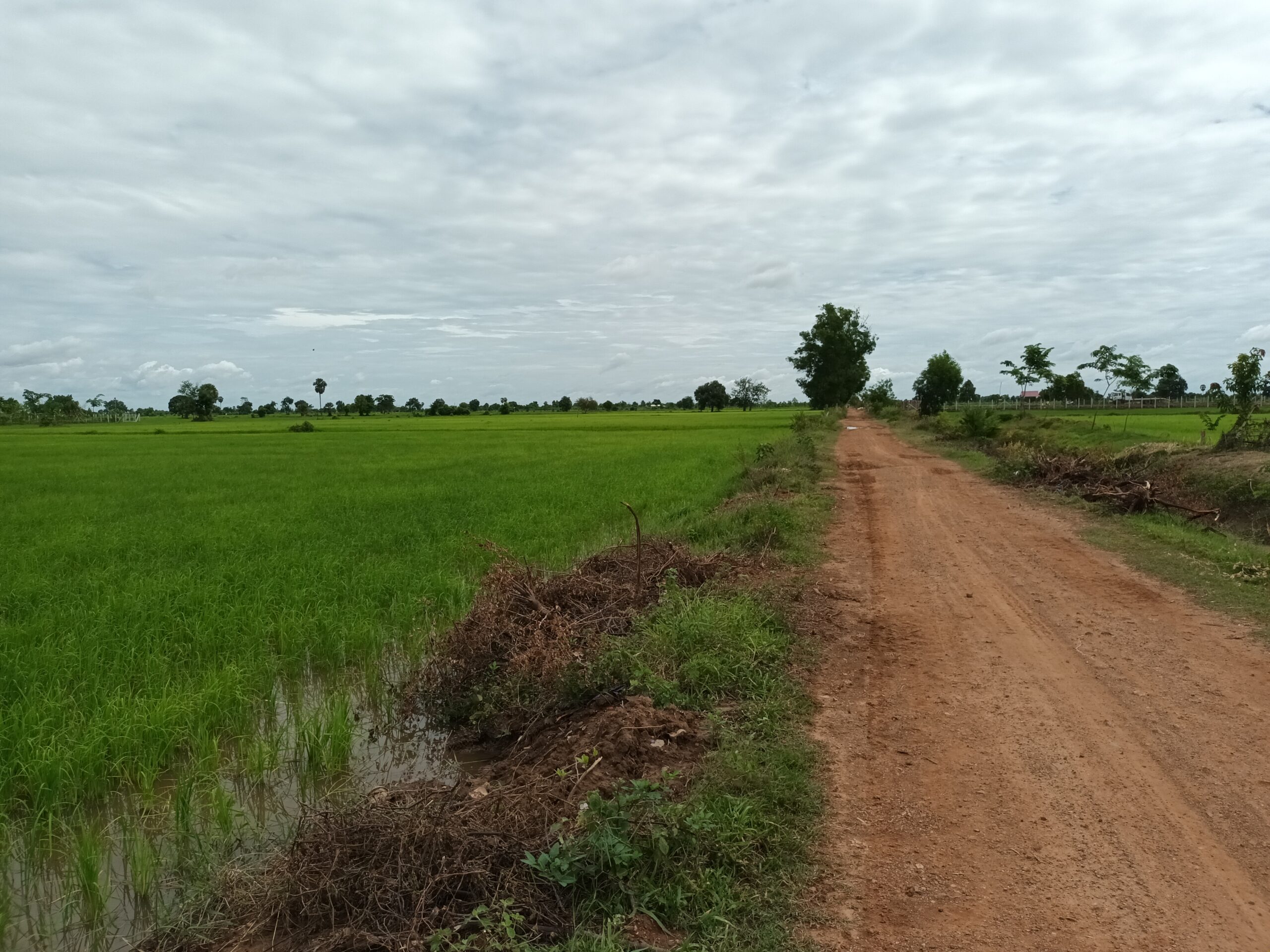 campagna intorno a Battambang, Cambogia