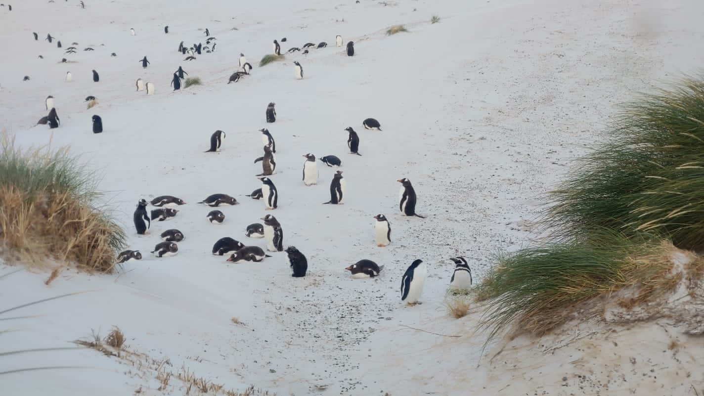 pinguini alle Isole Falklands