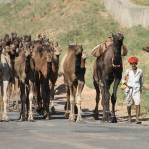 Auni Kamalika India 3