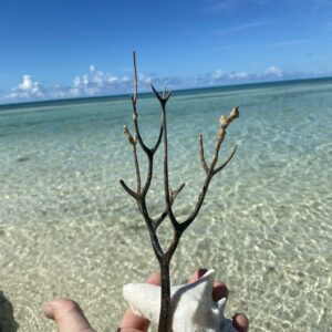 Luca Starace Freeport Gran Bahama (12)