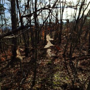 Maria Luisa Bruschetini 6