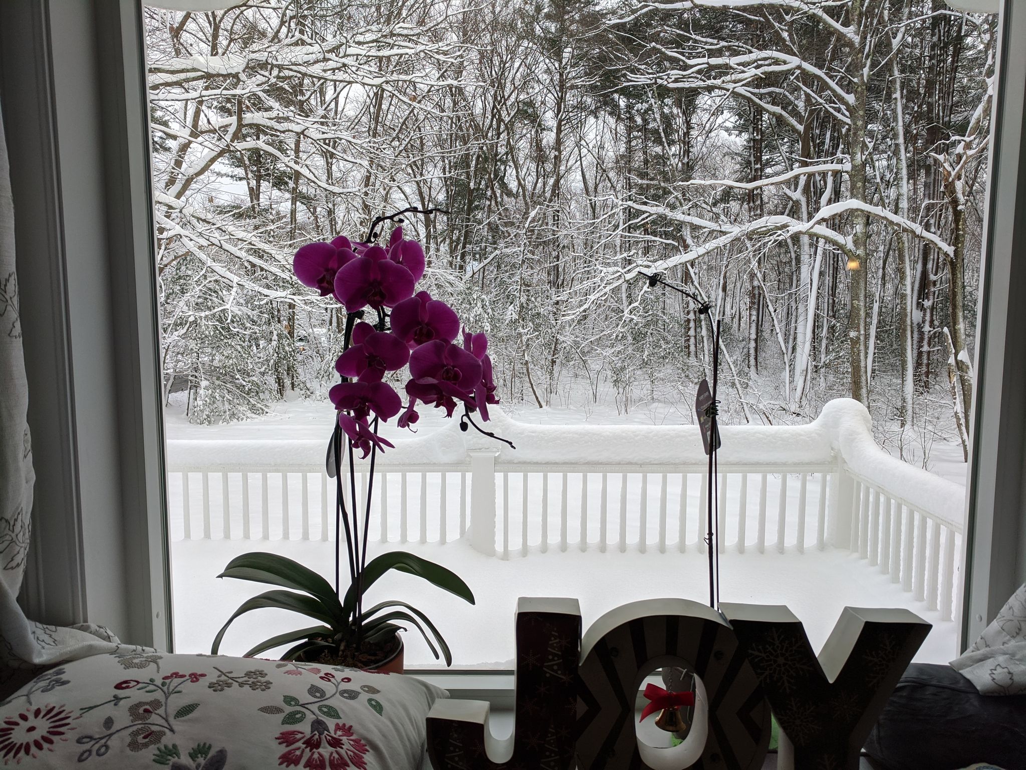 monica-viglianco-boston