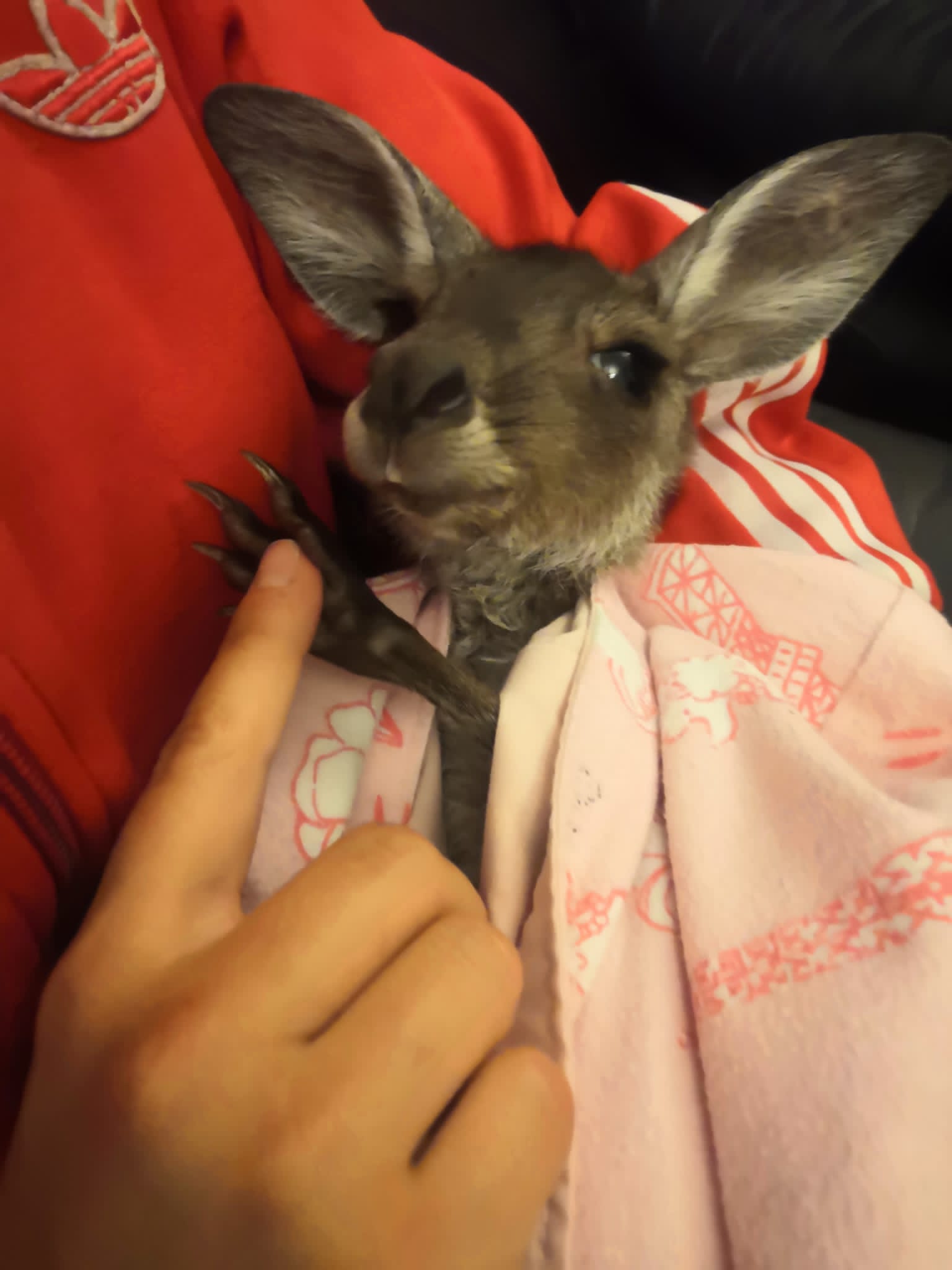 caterina-cella australia