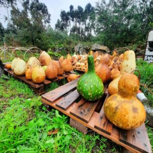 Enrico Sestu Viana Do Castelo Portogallo 2