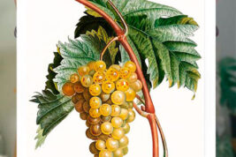 Fino al 31 ottobre, il Teatre de Fornells a Minorca diventa un museo del vino Malvasia