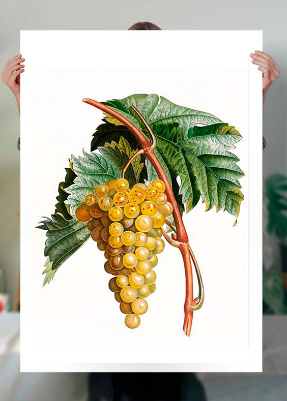 Fino al 31 ottobre, il Teatre de Fornells a Minorca diventa un museo del vino Malvasia