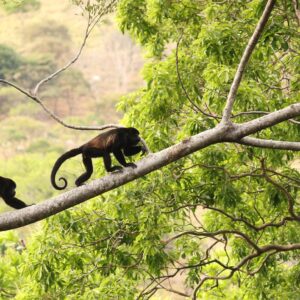 Eleonora Costa Rica 2
