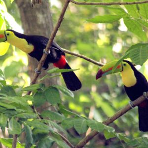 Eleonora Costa Rica 3