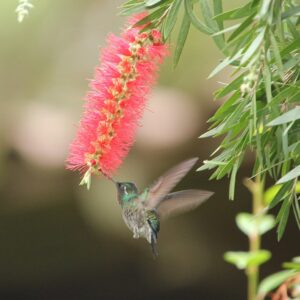 Eleonora Costa Rica 4