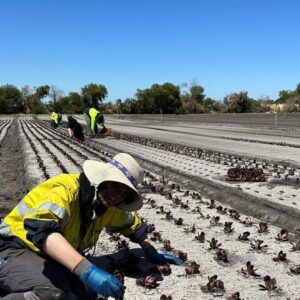 Stella Corona Australia 6