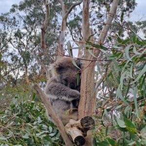 Lisa Parolin Australia (2)