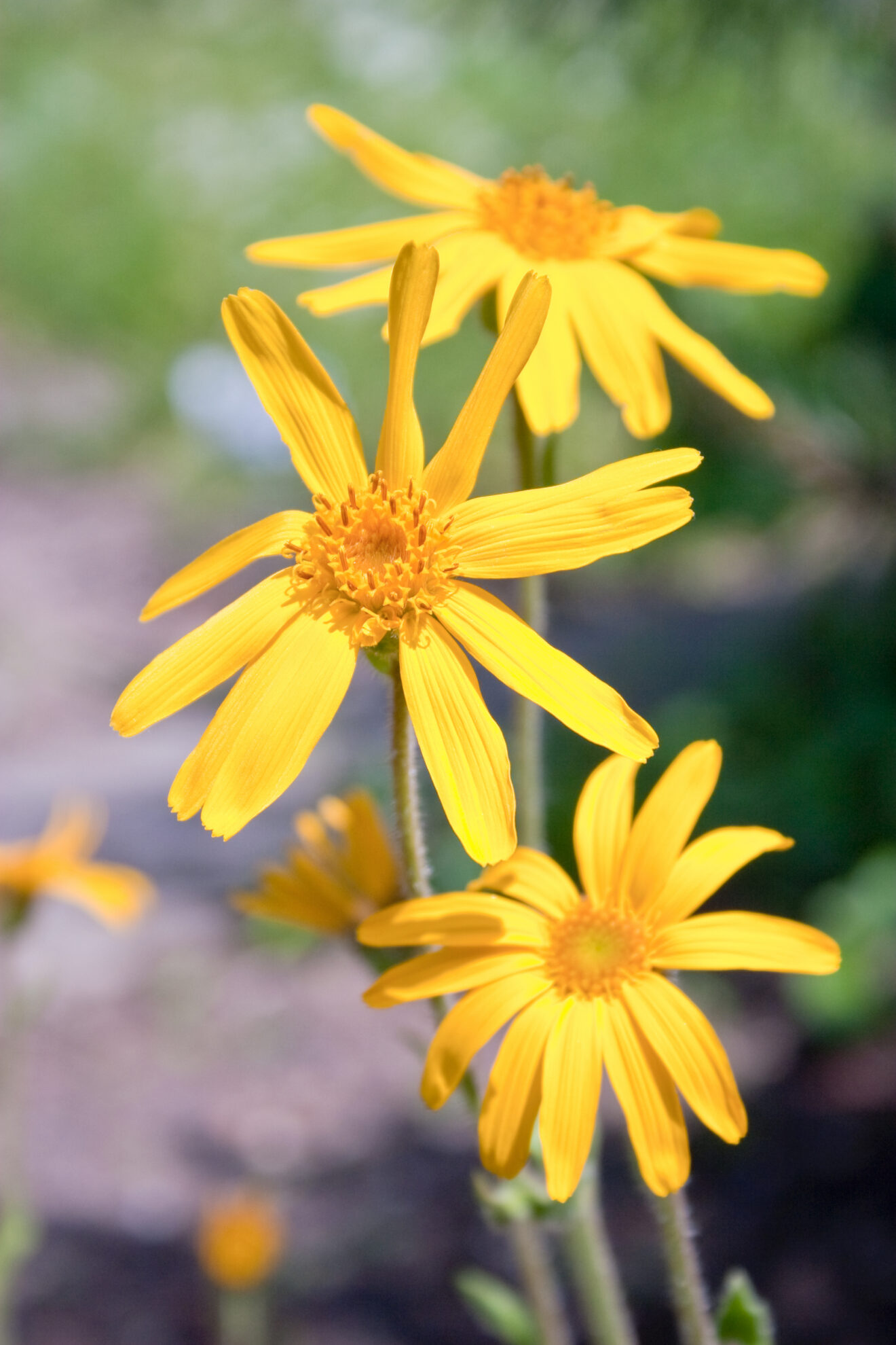 arnica