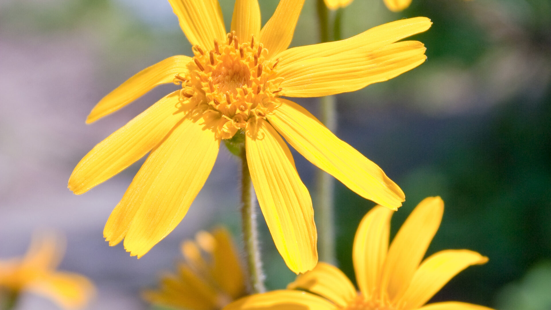 arnica