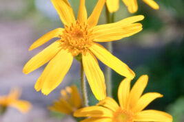 arnica