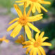 arnica